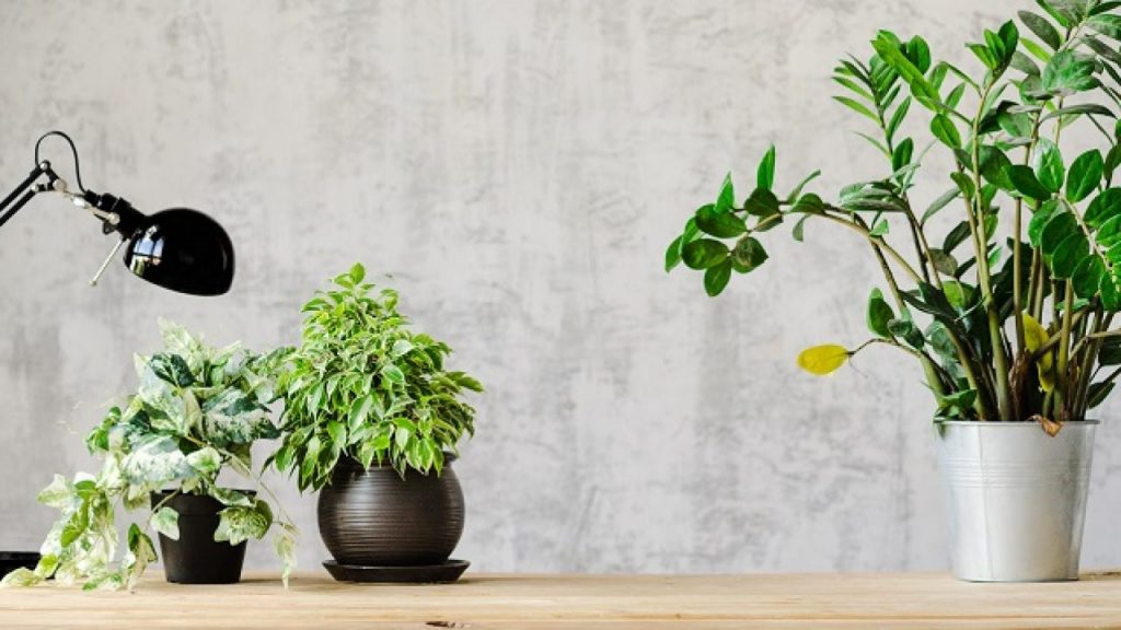 Easy House Plants That Do Not Need A Lot Of Water