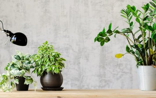Easy House Plants That Do Not Need A Lot Of Water